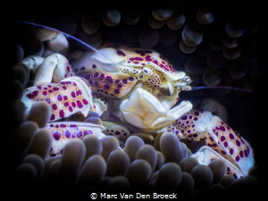 crab of porcelain by Marc Van Den Broeck 